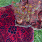 Vintage Red Rug - 4' x 2.5'